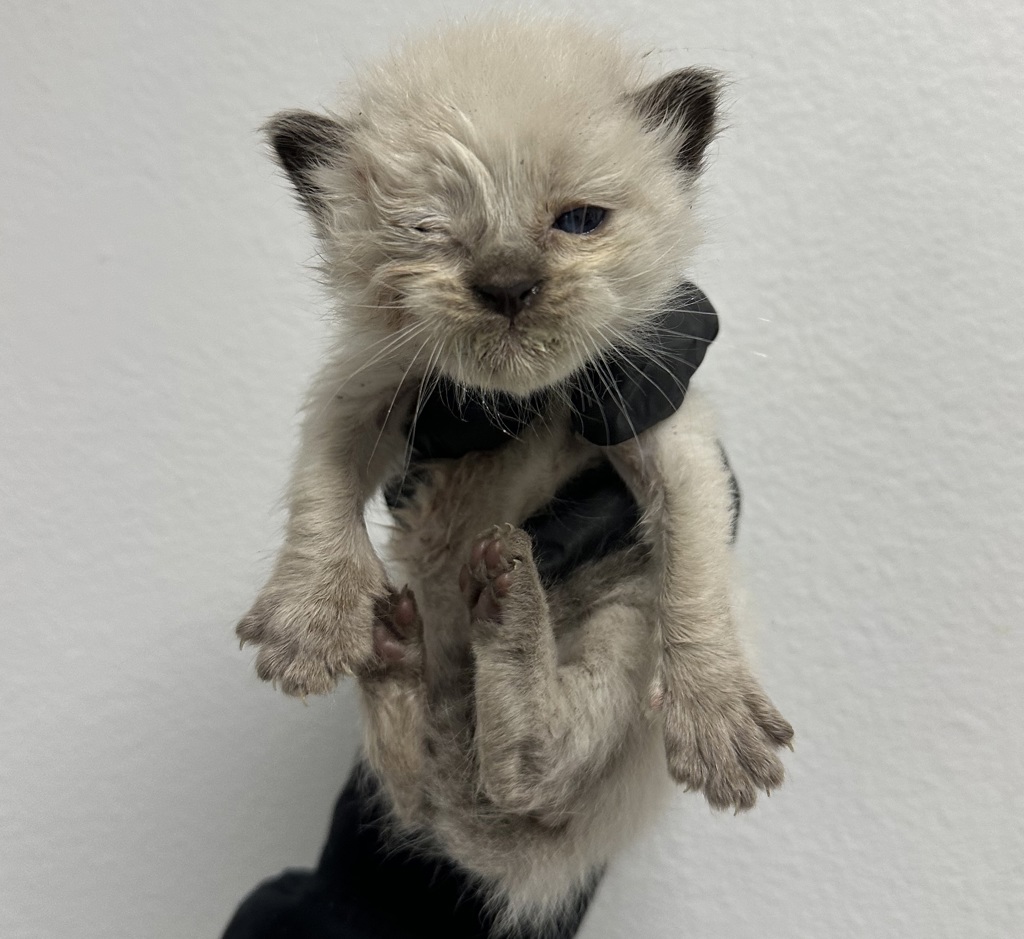 Shelter Stray Male Cat last seen Division Street, San Diego, CA, 92113, 5500 Gaines St, San Diego, CA 92110, USA