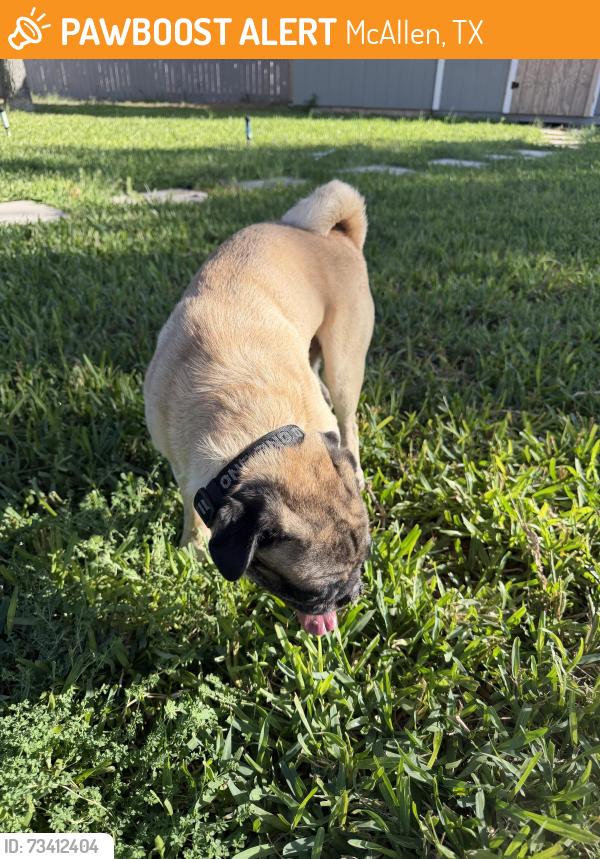Found/Stray Male Dog last seen Intersection of vine and Bentsen rd, McAllen, TX 78501
