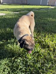 Found/Stray Male Dog last seen Intersection of vine and Bentsen rd, McAllen, TX 78501
