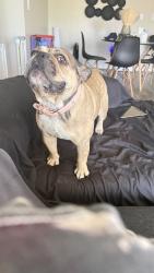 Reunited Female Dog last seen Near Barton Rd, Redlands, CA 92373