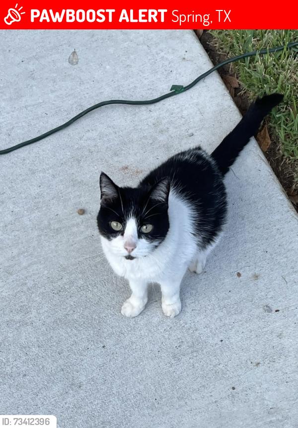 Lost Female Cat last seen Fox Hollow, Red Leo ln, Spring, TX 77389