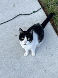 Lost Female Cat last seen Fox Hollow, Red Leo ln, Spring, TX 77389