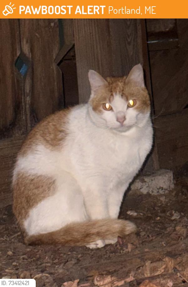 Found/Stray Unknown Cat last seen Living under the porch at 82 Best Street in Portland, Portland, ME 04103