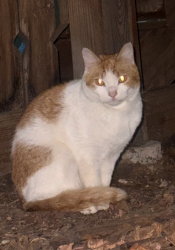 Found/Stray Unknown Cat last seen Living under the porch at 82 Best Street in Portland, Portland, ME 04103