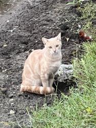 Found/Stray Unknown Cat last seen The cove on atlantic beach, Jacksonville, FL 32233