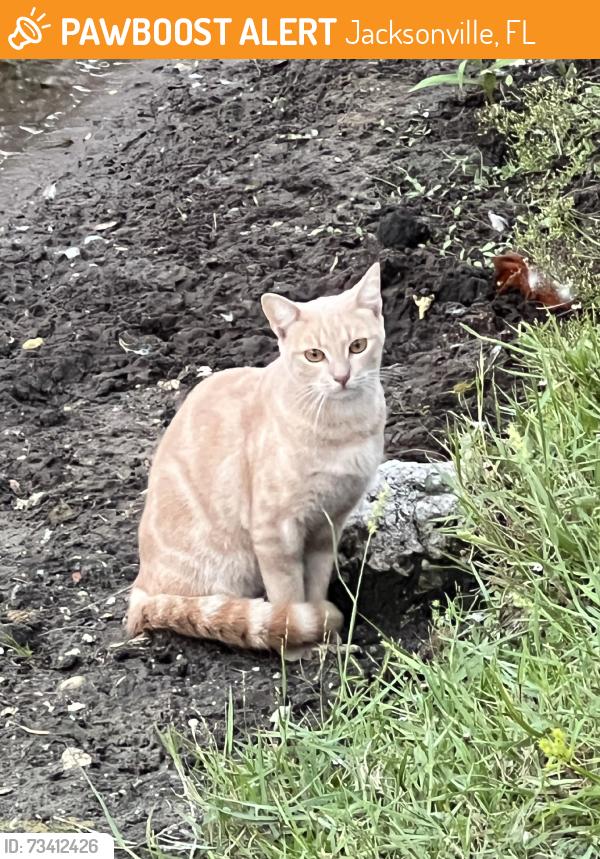 Found/Stray Unknown Cat last seen The cove on atlantic beach, Jacksonville, FL 32233