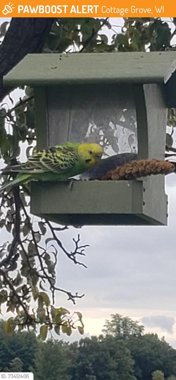 Found/Stray Unknown Bird last seen Nora Rd & Earlwyn Rd, Cottage Grove, WI 53527