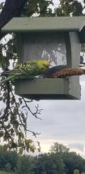 Found/Stray Unknown Bird last seen Nora Rd & Earlwyn Rd, Cottage Grove, WI 53527