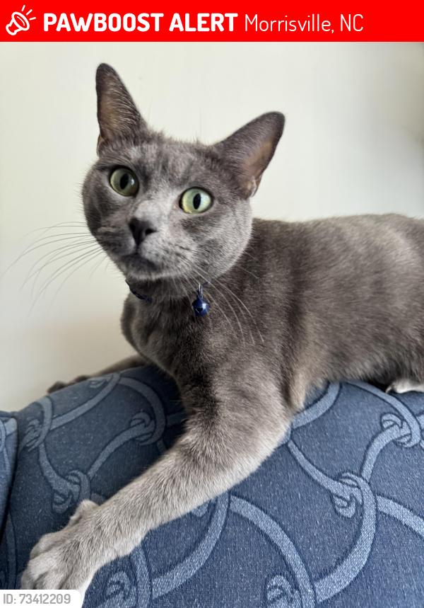 Lost Female Cat last seen Slater Road between Airport Blvd+Carrington Mill Blvd, Morrisville, NC 27560