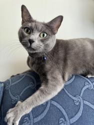 Lost Female Cat last seen Slater Road between Airport Blvd+Carrington Mill Blvd, Morrisville, NC 27560