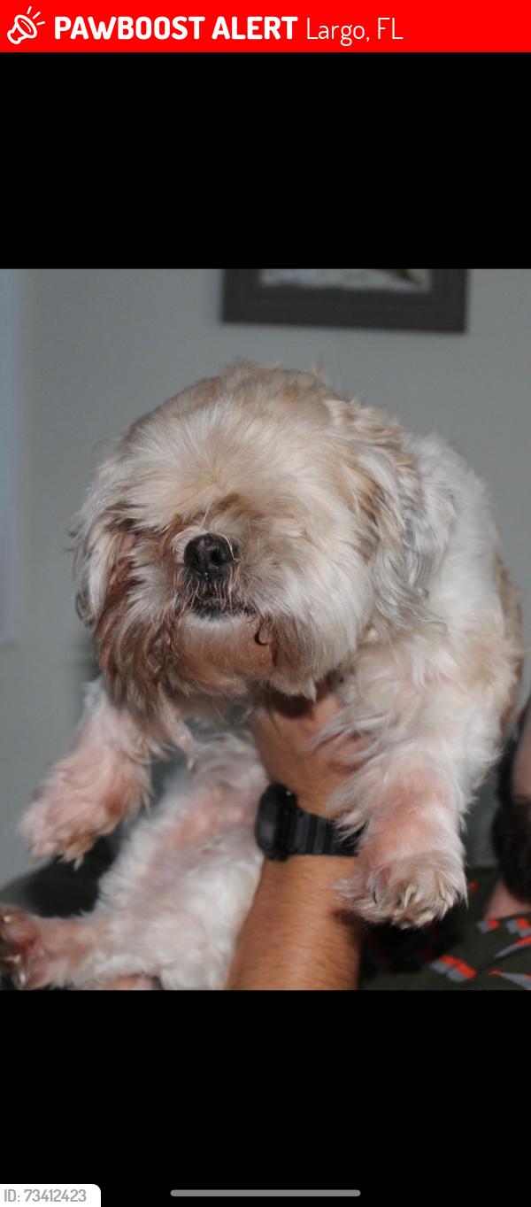 Lost Female Dog last seen 102nd and 11th Orange lake village, Largo, FL 33773
