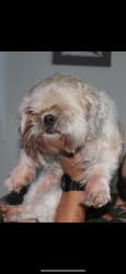 Lost Female Dog last seen 102nd and 11th Orange lake village, Largo, FL 33773