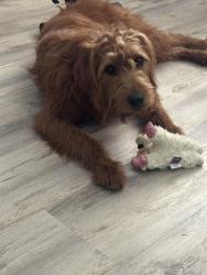 Reunited Female Dog last seen Eleanor Ave, Sacramento, CA 95815