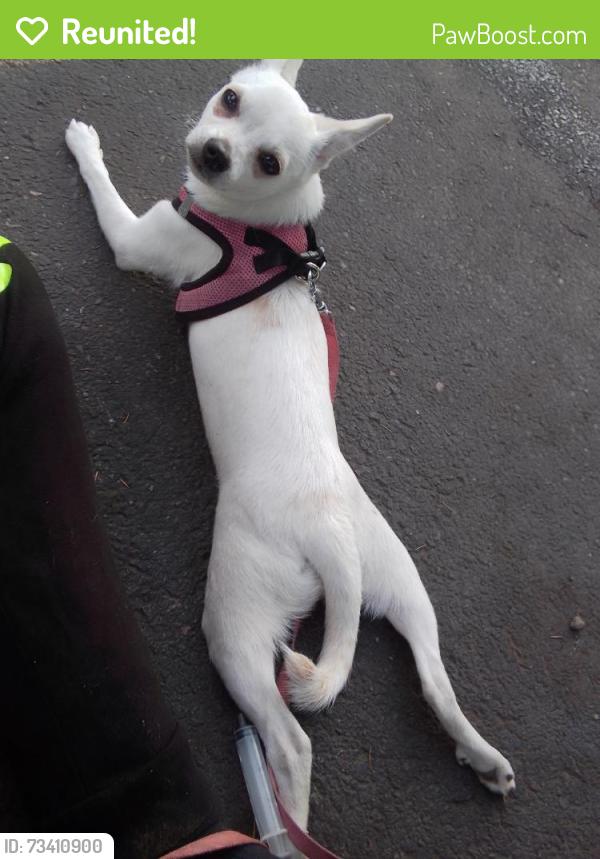 Reunited Female Dog last seen Near NE Sandy Blvd, Portland, OR 97232, USA, Portland, OR 97232