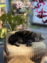 Lost Female Cat last seen Elgin, Spring Hill, FL 34606