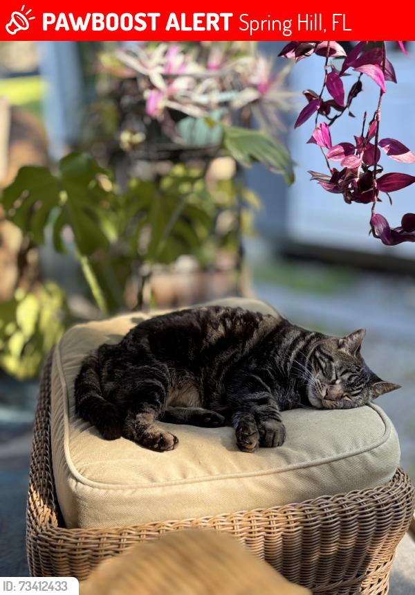 Lost Female Cat last seen Elgin, Spring Hill, FL 34606