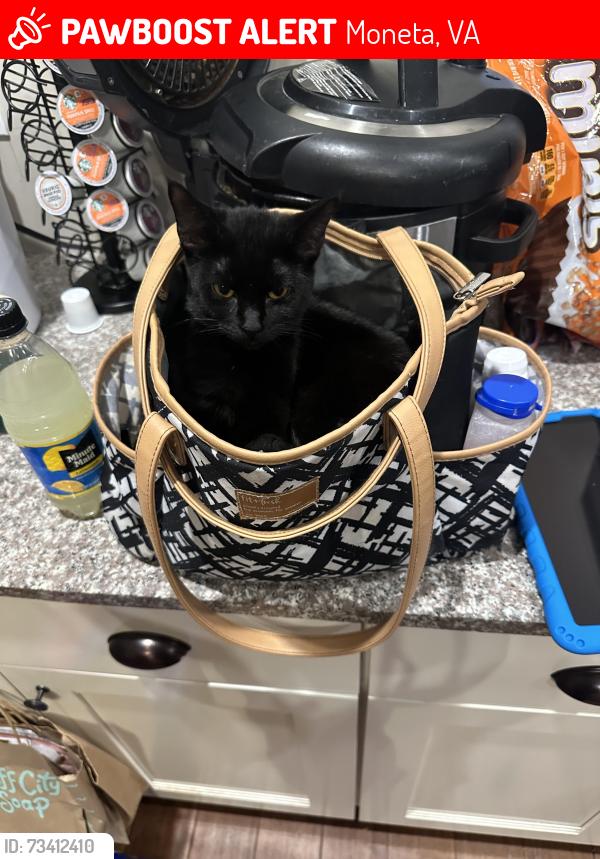 Lost Female Cat last seen Dudley Lane, Moneta, VA 24121