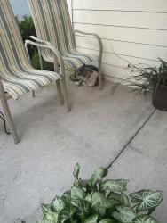 Found/Stray Unknown Dog last seen Bartram High School St John’s Fl, Saint Johns, FL 32259