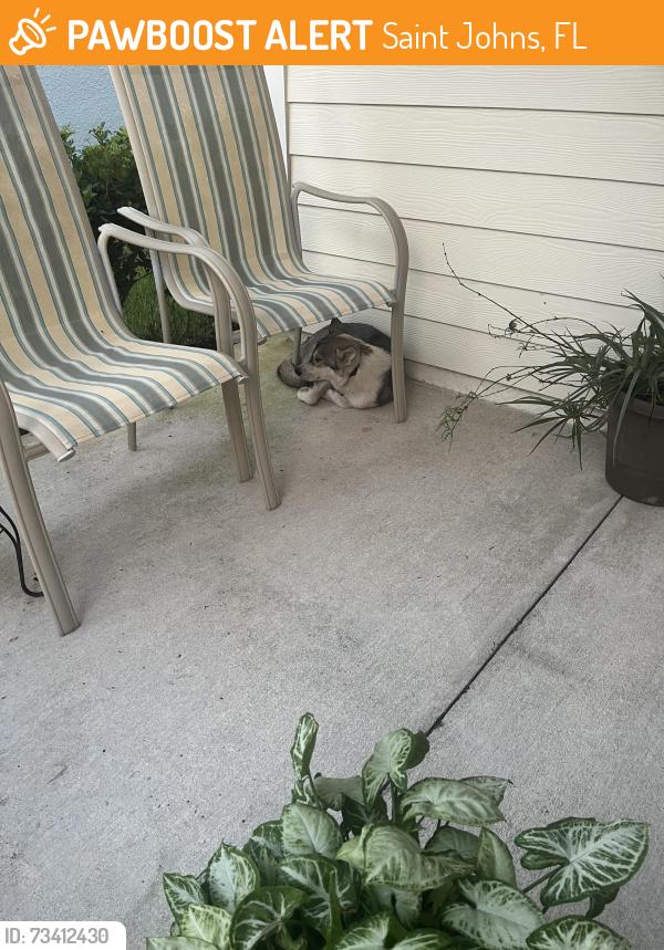 Found/Stray Unknown Dog last seen Bartram High School St John’s Fl, Saint Johns, FL 32259