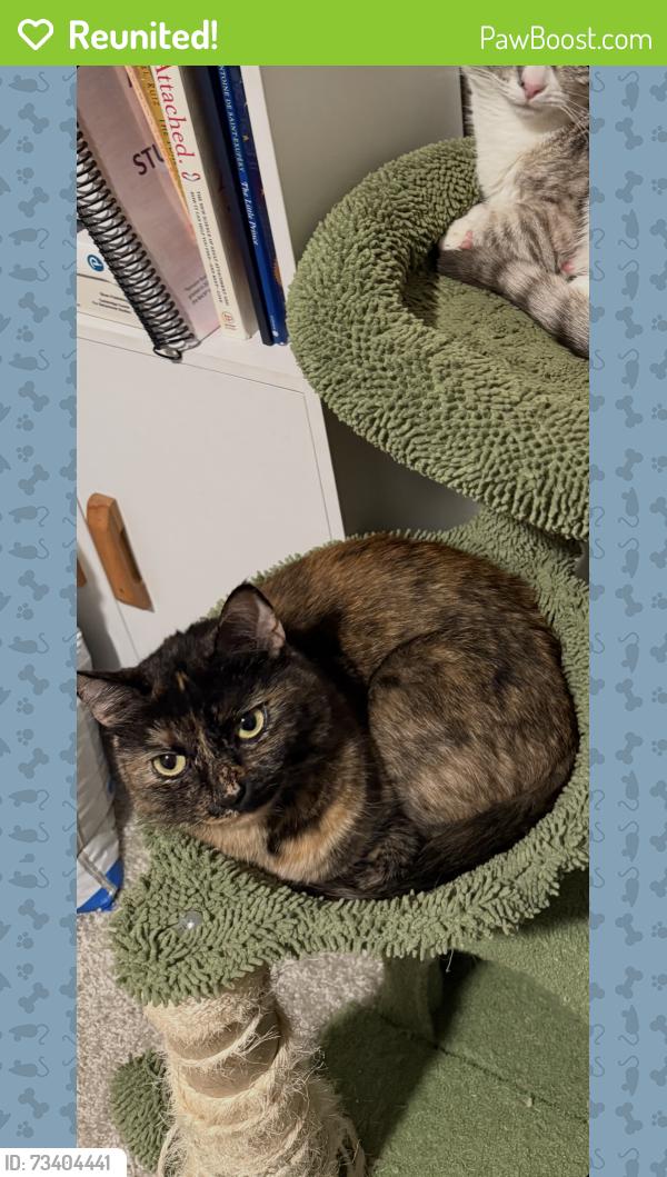 Reunited Female Cat last seen Ridge Rd and Fairmount Blvd, Riverside, CA 92501