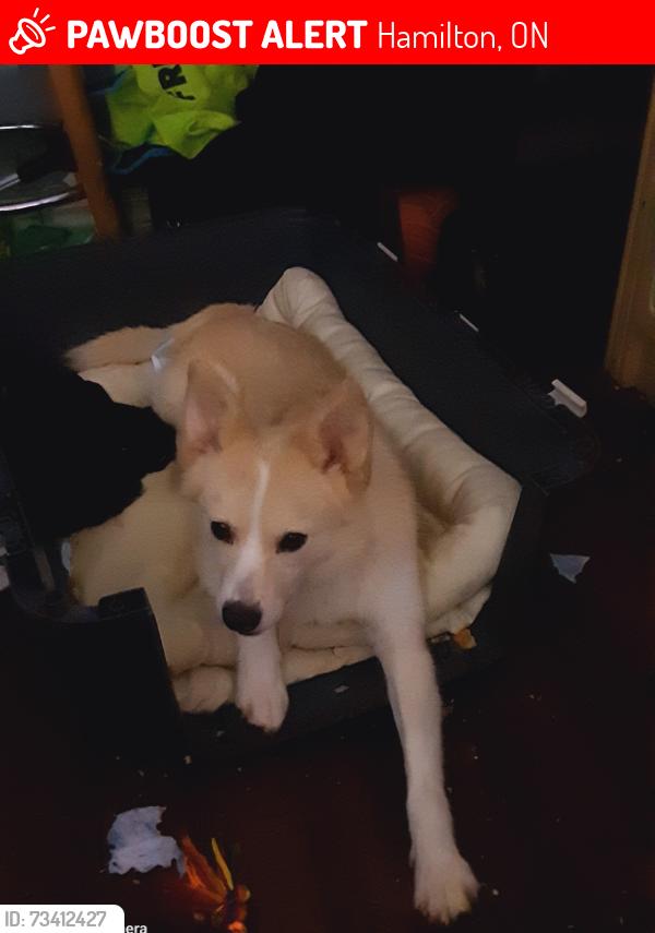 Lost Female Dog last seen Hunter and Jhon in Hamilton, Hamilton, ON 