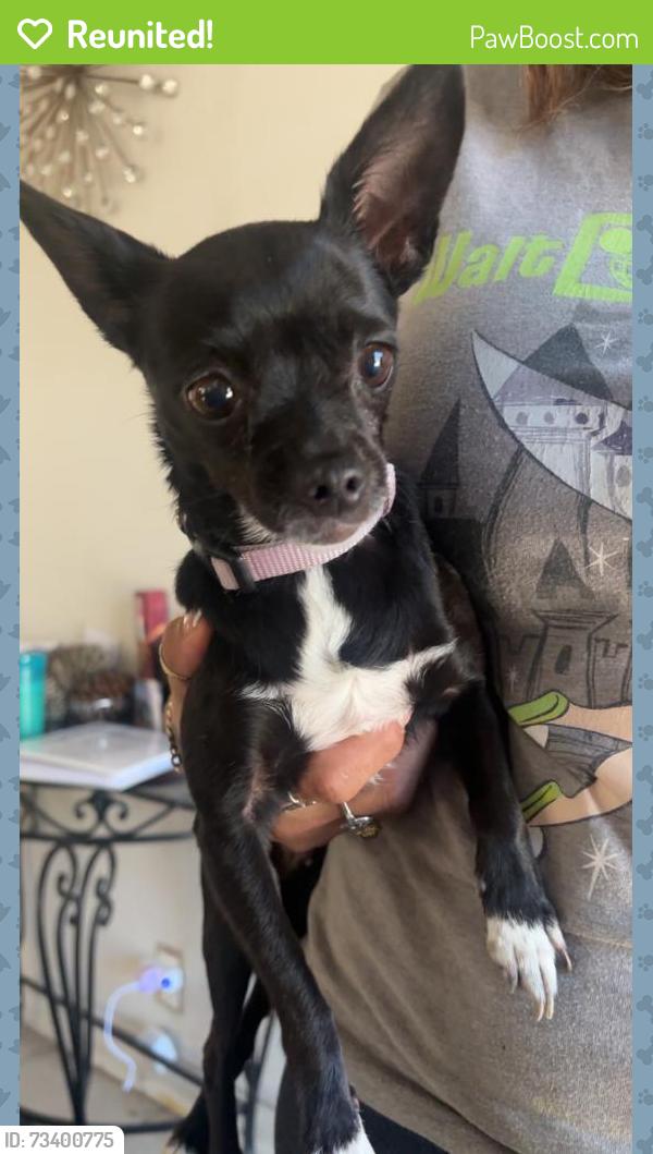 Reunited Female Dog last seen Houndsbrook way, San Jose, CA 95111