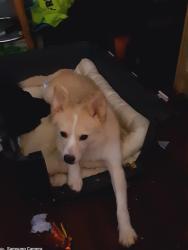 Lost Female Dog last seen Hunter and Jhon in Hamilton, Hamilton, ON 