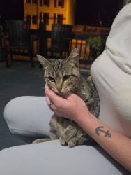 Found/Stray Female Cat last seen Near Pub s main st, Chambersburg, PA 17201