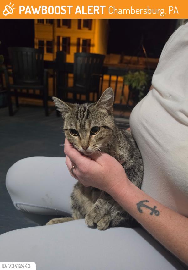 Found/Stray Female Cat last seen Near Pub s main st, Chambersburg, PA 17201