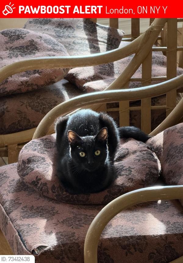 Lost Female Cat last seen Kipps Lane, London, ON N5Y 4Y1