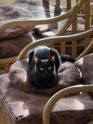 Lost Female Cat last seen Kipps Lane, London, ON N5Y 4Y1