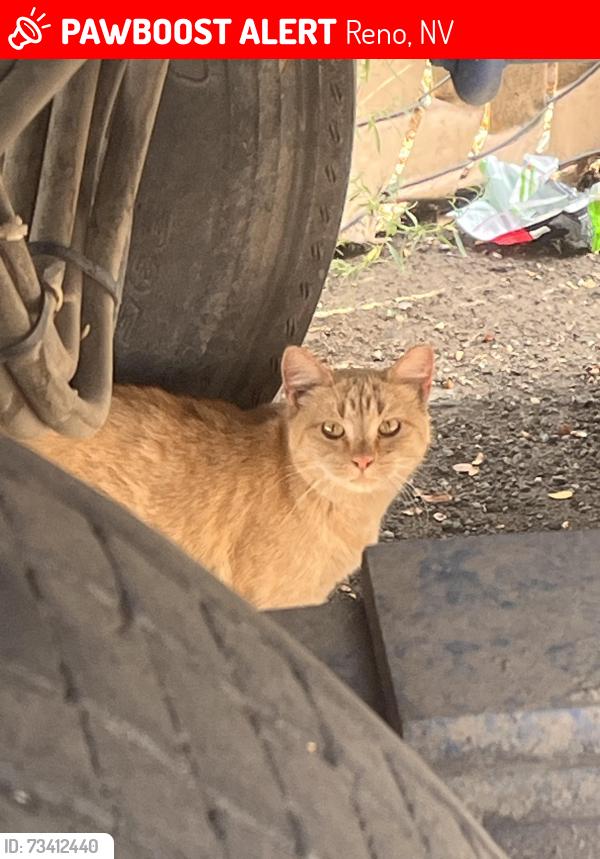Lost Female Cat last seen Lear Blvd & Mahon, Reno, NV 89506