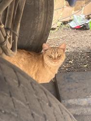 Lost Female Cat last seen Lear Blvd & Mahon, Reno, NV 89506