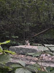 Found/Stray Unknown Cat last seen Voie Camillien-Houde, Mount Royal, QC 
