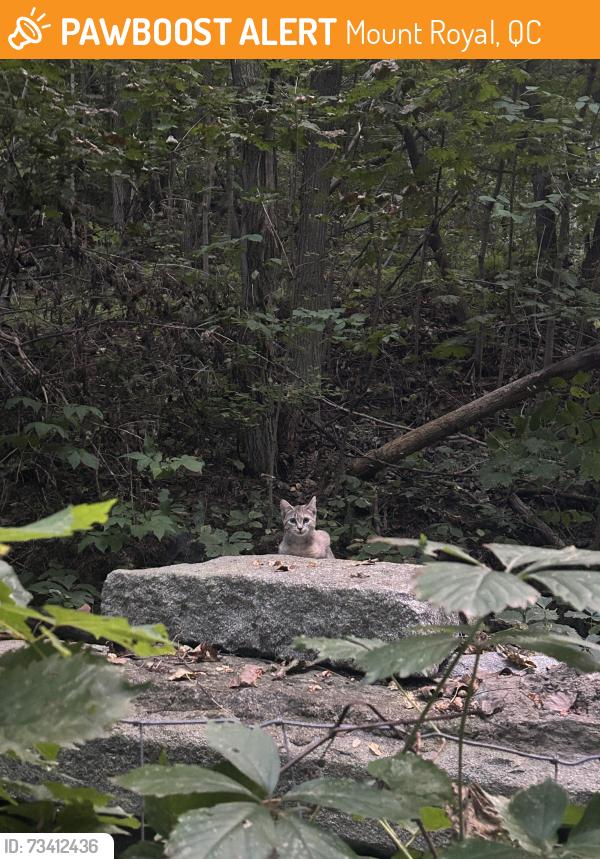 Found/Stray Unknown Cat last seen Voie Camillien-Houde, Mount Royal, QC 