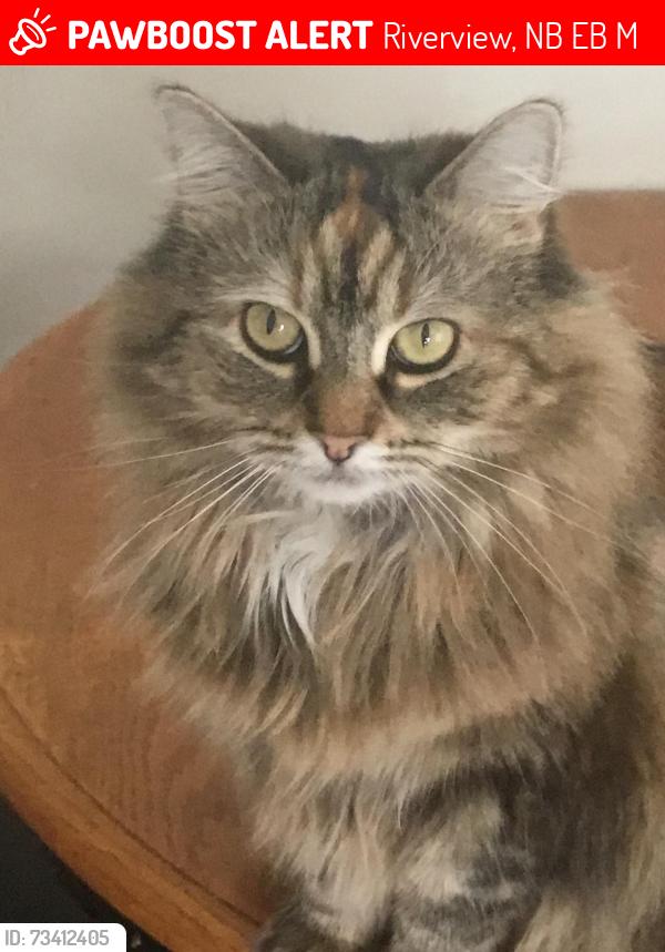 Lost Female Cat last seen Neighborhood in Riverview by the mill creek trails., Riverview, NB E1B 0M9