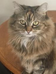 Lost Female Cat last seen Neighborhood in Riverview by the mill creek trails., Riverview, NB E1B 0M9