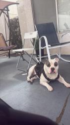 Found/Stray Male Dog last seen Padre bay dr 89108 Las Vegas dr, Las Vegas, NV 89108