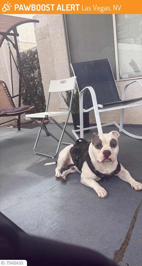 Found/Stray Male Dog last seen Padre bay dr 89108 Las Vegas dr, Las Vegas, NV 89108