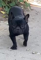 Lost Male Dog last seen Hardwood st, Richmond, VA 23224