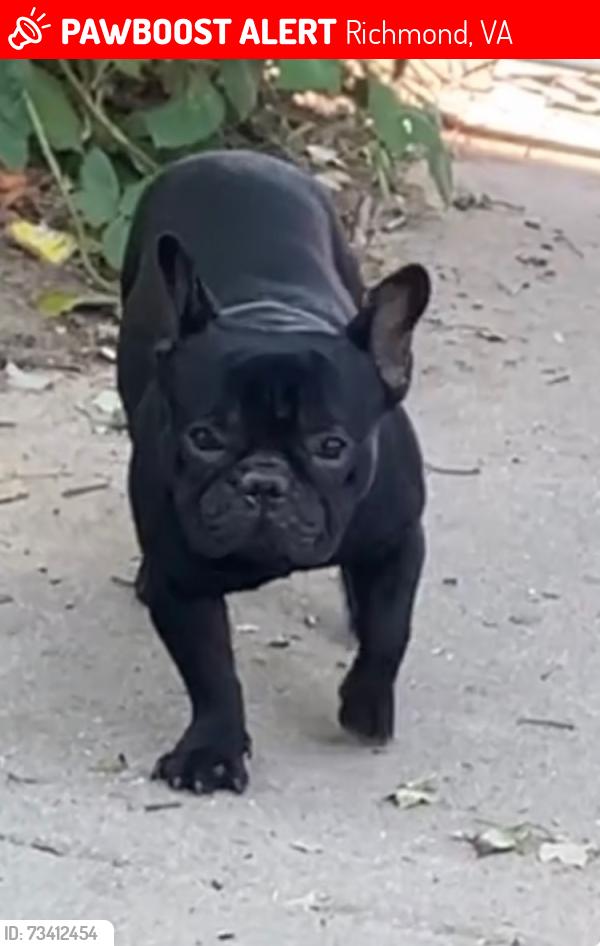 Lost Male Dog last seen Hardwood st, Richmond, VA 23224