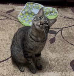 Reunited Male Cat last seen North 3rd St, East Newark, NJ 07029