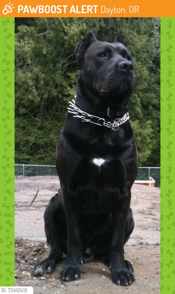 Found/Stray Unknown Dog last seen Church, Dayton, OR 97114