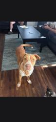 Lost Male Dog last seen Between Botanical gardens and Blackdogfire station, Tulsa, OK 74107