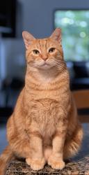 Reunited Male Cat last seen NE 18th Place & NE 213th Lane, Miami, FL 33179