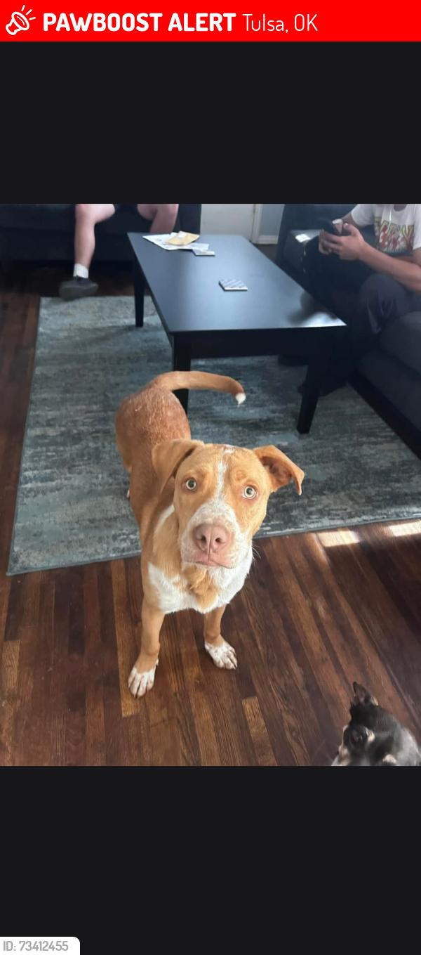 Lost Male Dog last seen Between Botanical gardens and Blackdogfire station, Tulsa, OK 74107