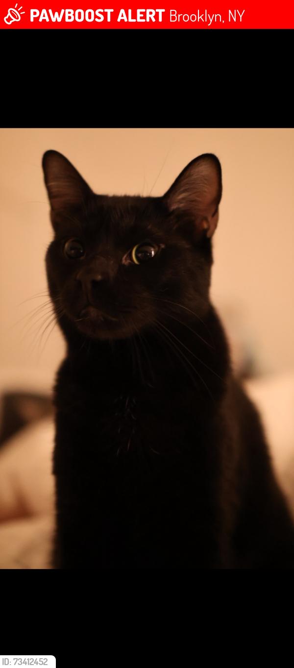 Lost Male Cat last seen 53rd st between 5ave & 6ave, Brooklyn, NY 11220