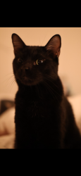 Lost Male Cat last seen 53rd st between 5ave & 6ave, Brooklyn, NY 11220