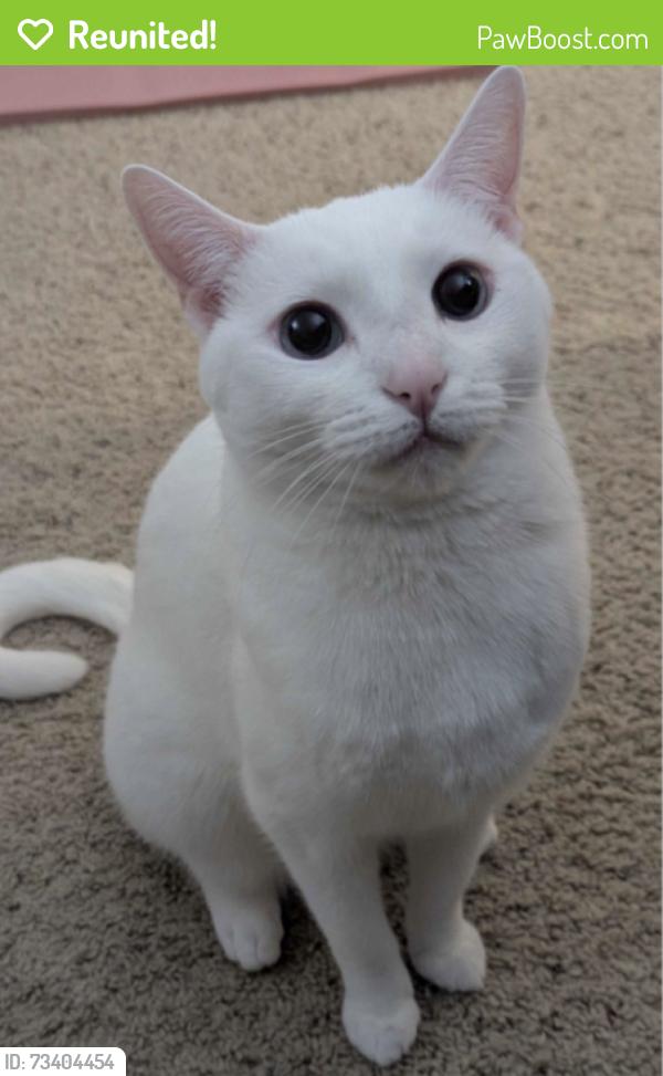Reunited Female Cat last seen Ford Avenue, San Jose, CA 95110