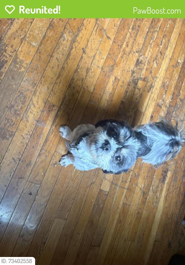 Reunited Male Dog last seen Sebring ave, Pittsburgh, PA 15216